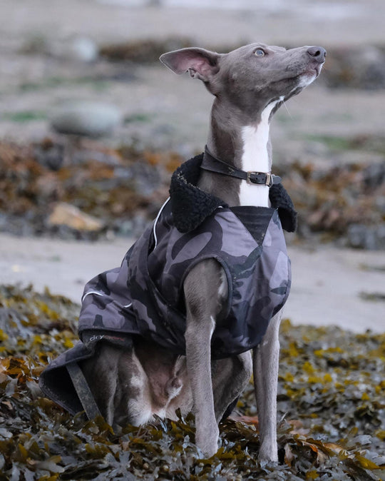 DRYROBE Dog Coat Hundemantel