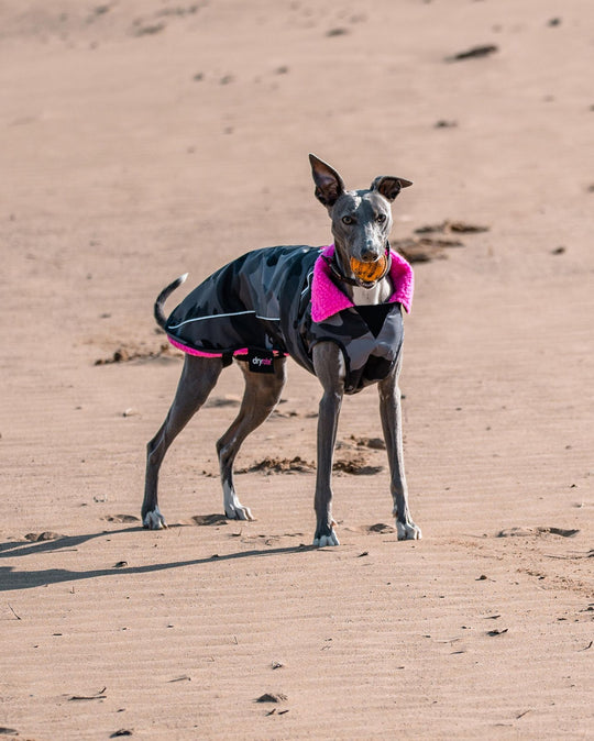 DRYROBE Dog Coat Hundemantel