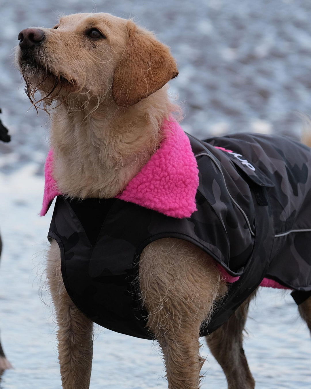 DRYROBE Dog Coat Hundemantel