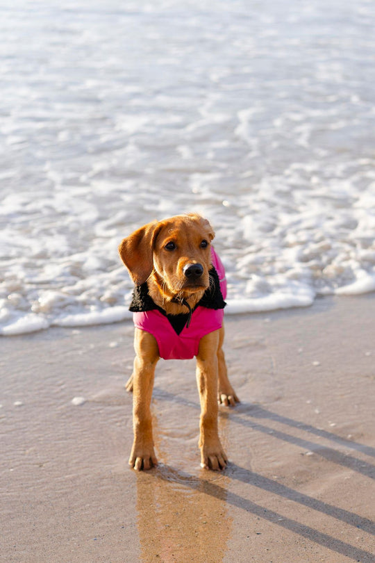 DRYROBE Dog Coat Hundemantel