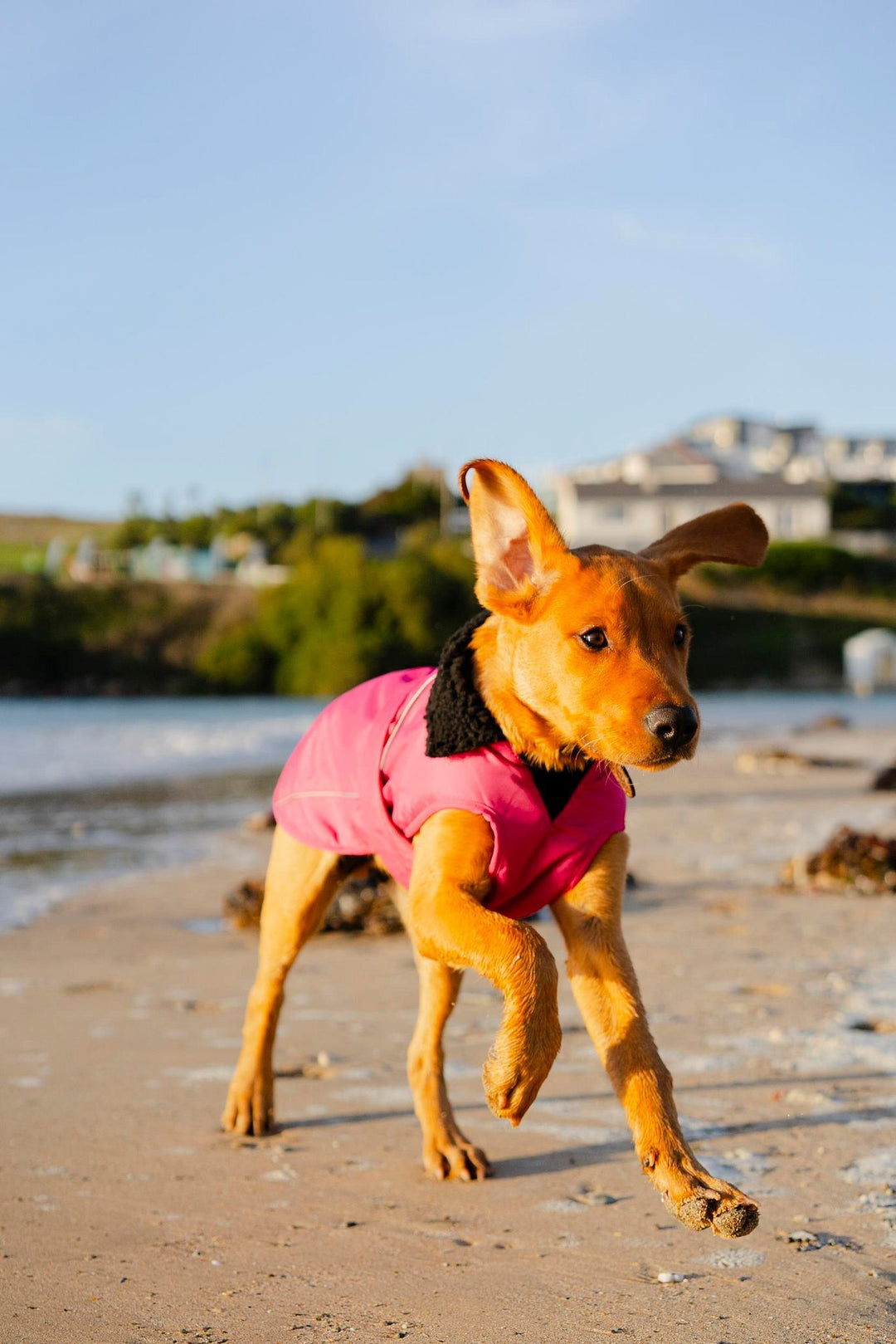 DRYROBE Dog Coat Hundemantel
