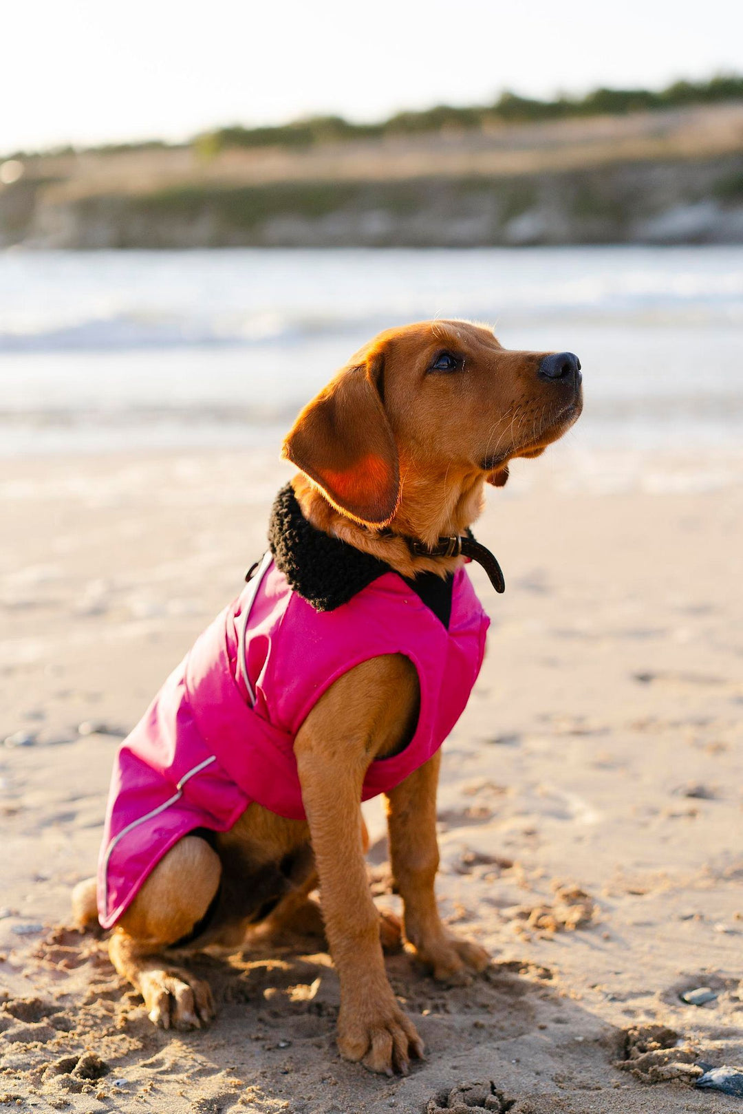 DRYROBE Dog Coat Hundemantel