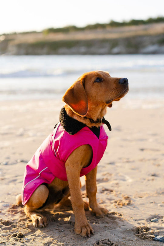DRYROBE Dog Coat Hundemantel