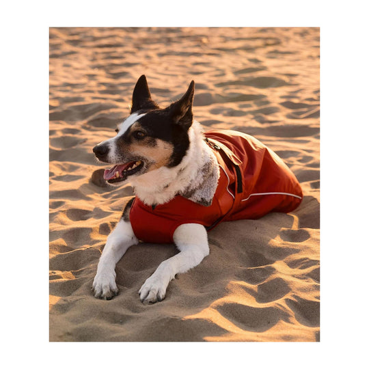 DRYROBE Dog Coat Hundemantel Burnt Orange XXL Dogs