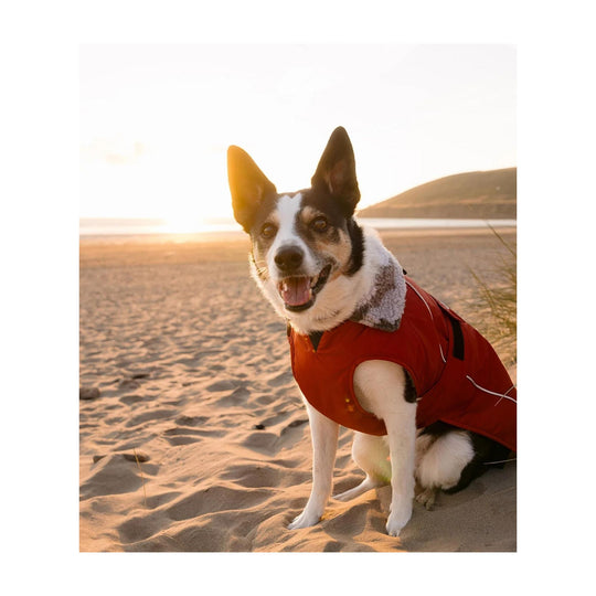 DRYROBE Dog Coat Hundemantel Burnt Orange XXL Dogs