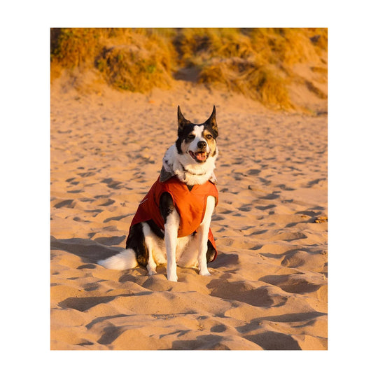 DRYROBE Dog Coat Hundemantel Burnt Orange XXL Dogs